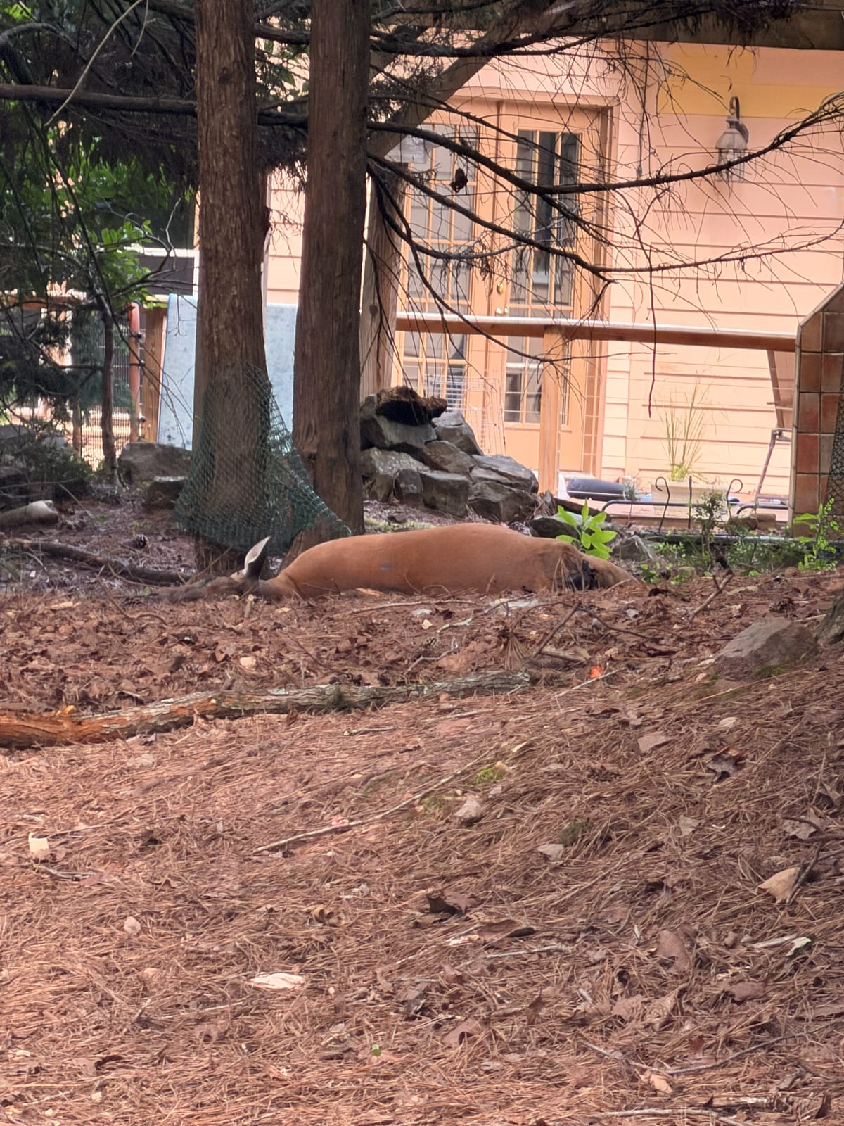 A dead deer lying in pine straw under trees in a residential backyard