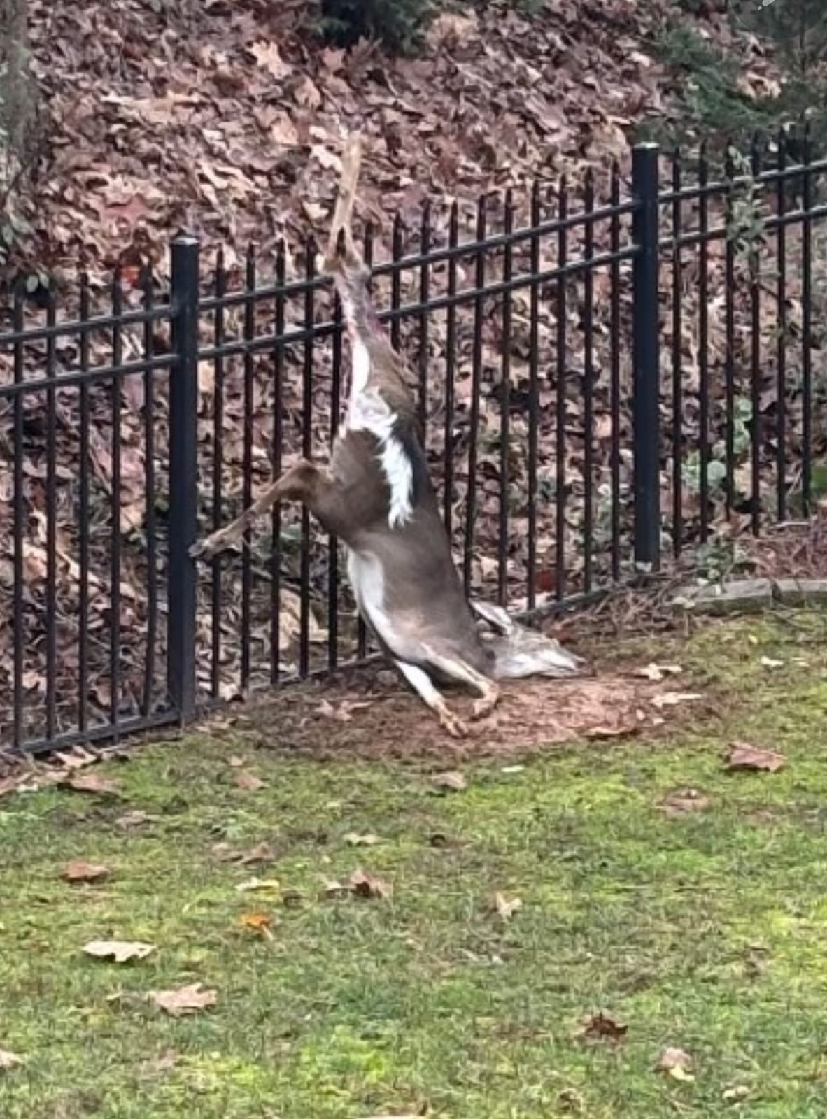 A dead deer caught in a black wrought-iron fence at the edge of a backyard