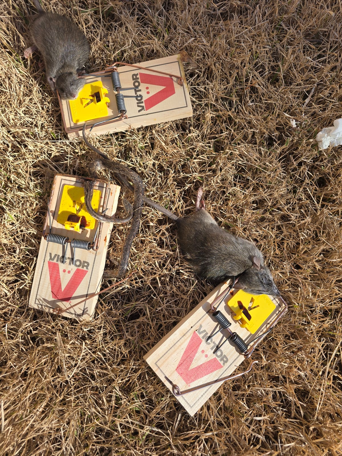 Snake Removal | T.A.C. Wildlife Solutions